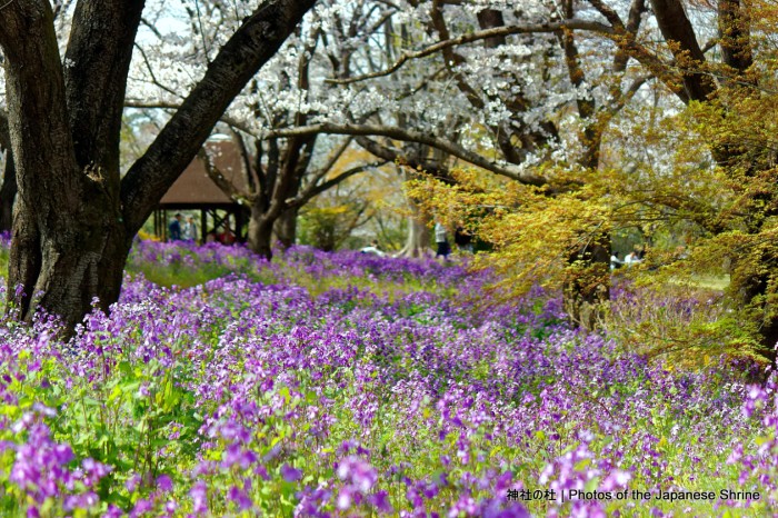 桜咲く 2019 紫菜花