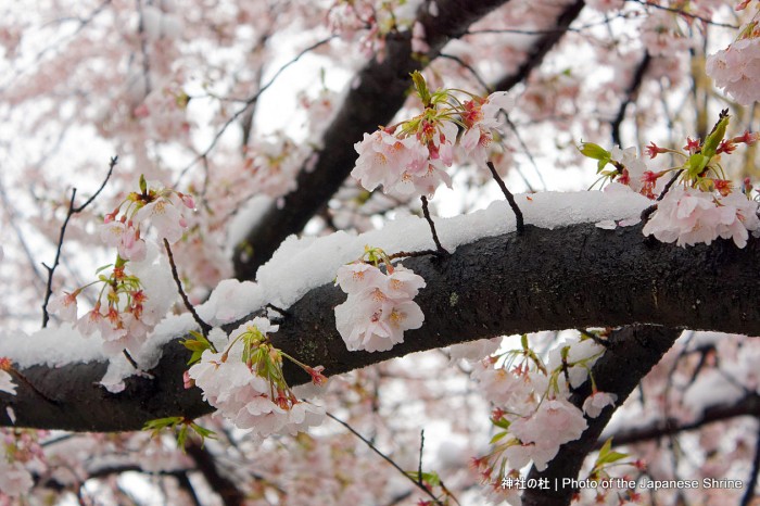 桜咲く 2020 雪桜