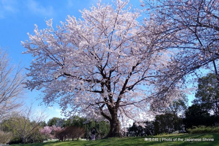 桜咲く 2020 満開